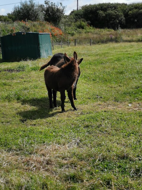 Dingle Pet Farm