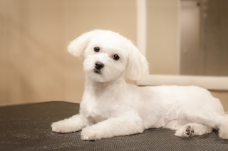 Mokry Nosek - Salon pielęgnacji dla psów i kotów, psi fryzjer