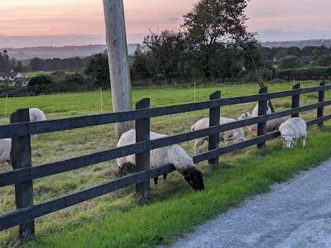 Paudie and Anne's B & B plus Paudie's Private Tours