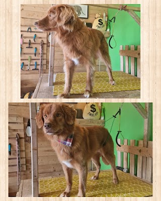 Top Dog Grooming Salon