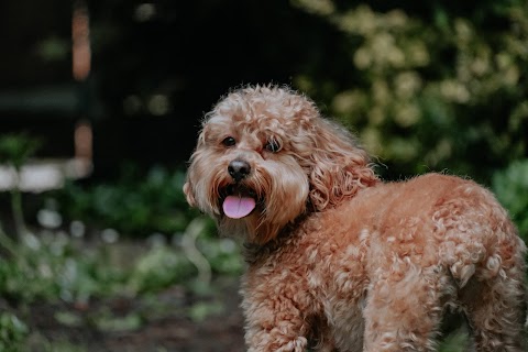 Cork Paws - Dog Boarding