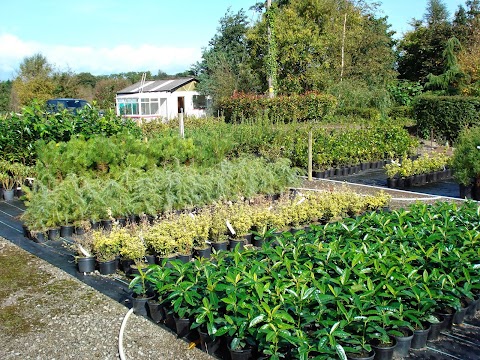 Fermoy Woodland Nurseries Ltd. Tree and Hedging Specialists