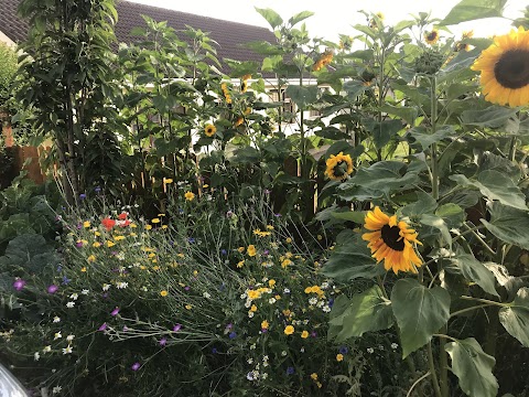 Connecting to Nature (Blooming Native Wildflowers)