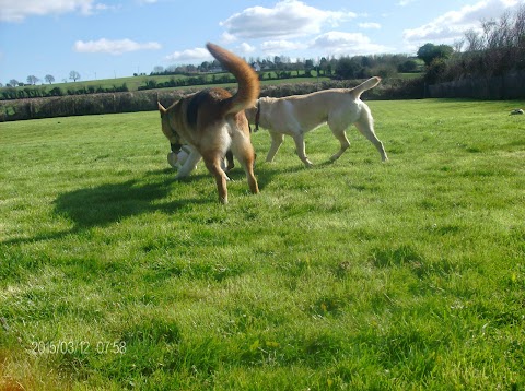 Stoneyford boarding Kennels and Cattery