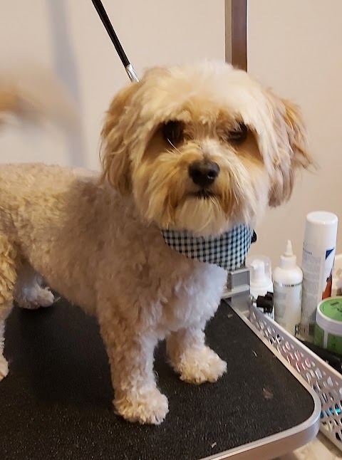 Posh Pups Dog Grooming Service