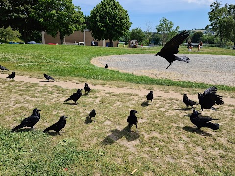 Carrigaline Skatepark