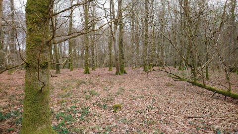 Garryhinch Forest Recreation Area