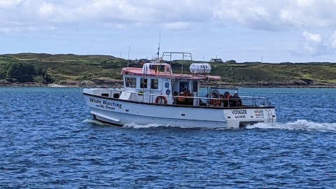 Whale Watch West Cork