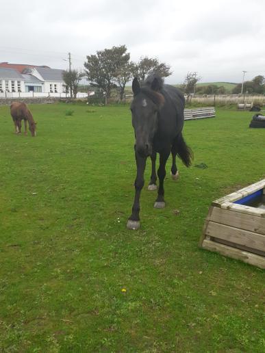 Carrowholly Stables