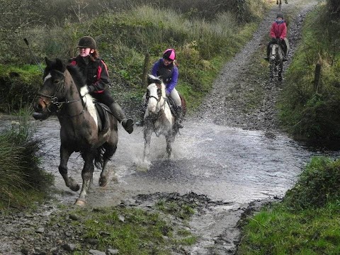 Gooseberry Hill Ponies and Horses