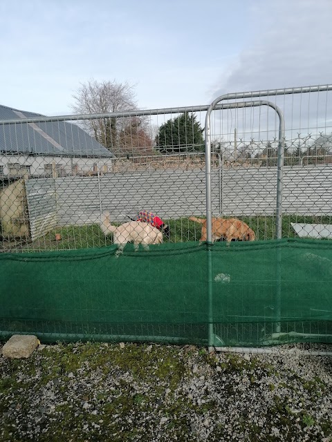 Guillamore Kennels and Cattery and Daycare