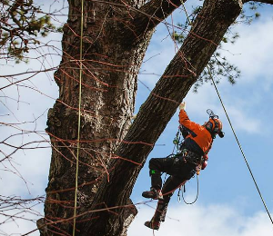 Western Tree Care