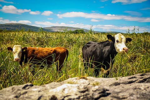 Burren Farm Experience