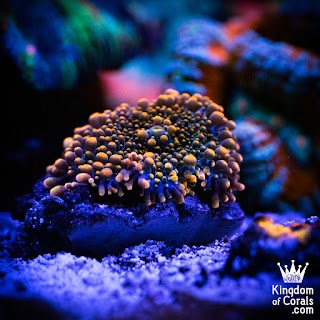 World of Corals Akwarystyka morska sklep internetowy