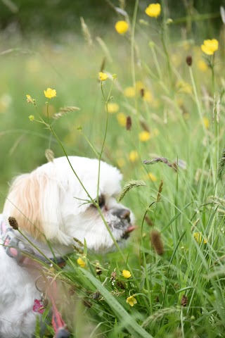 Cullen Hill Pet Sitters (formerly Limerick Pet Sitters)