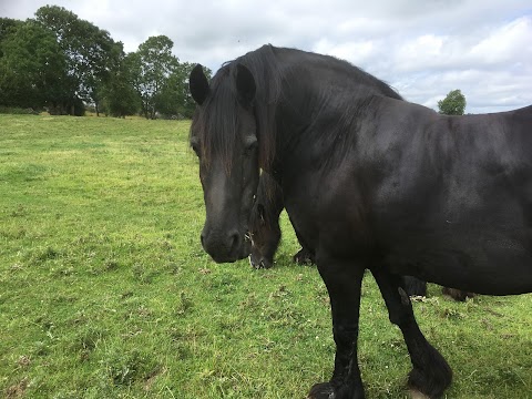 Cleaghmore Vets [Cleaghmore Veterinary Practice]