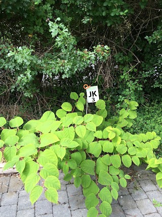 The Japanese Knotweed Company