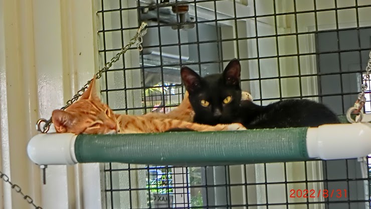 Hawaiian Humane Society, Honolulu, HI