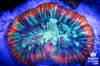 World of Corals Akwarystyka morska sklep internetowy