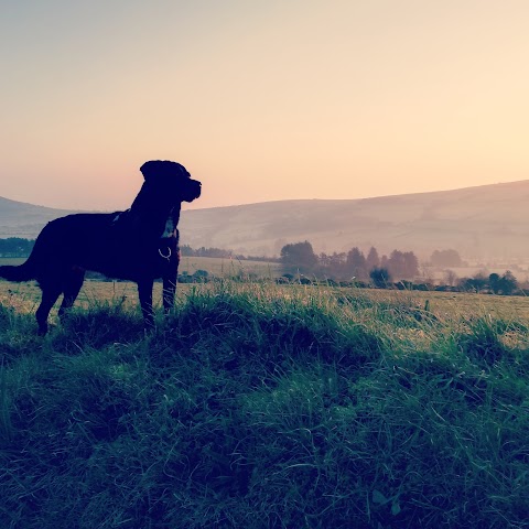 Pawsative Steps Dog training cork