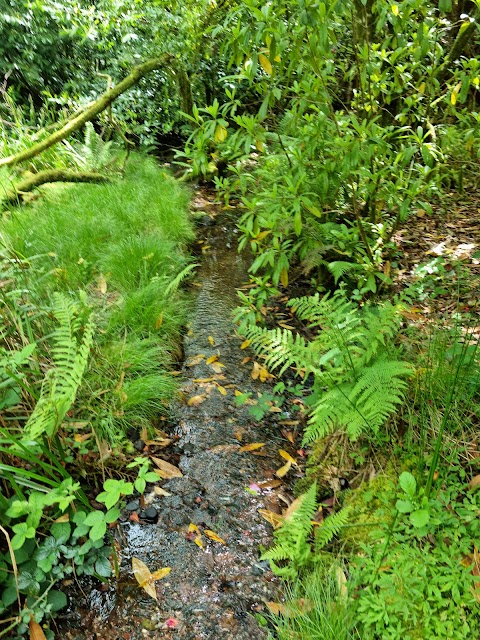 Glengarra Wood Forest Recreational Area