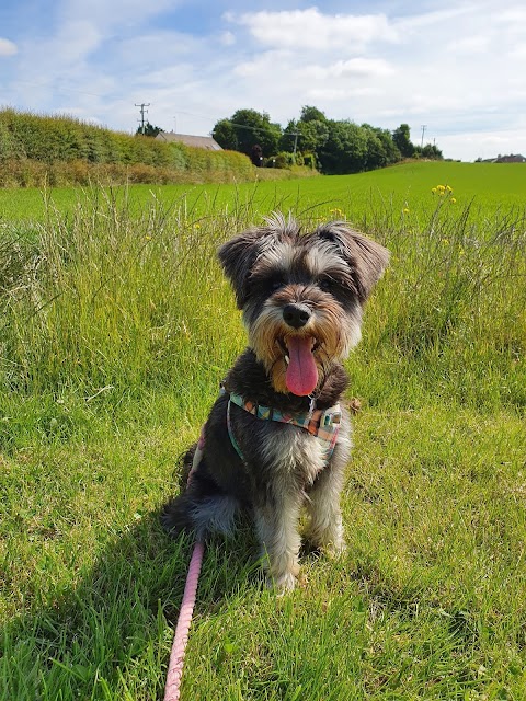 Tullamore Pet Hospital