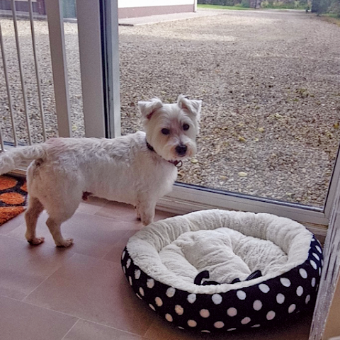 Doggy Days Grooming, Limerick