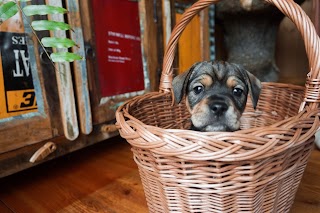 Schronisko Kocham psisko Psy do adopcji