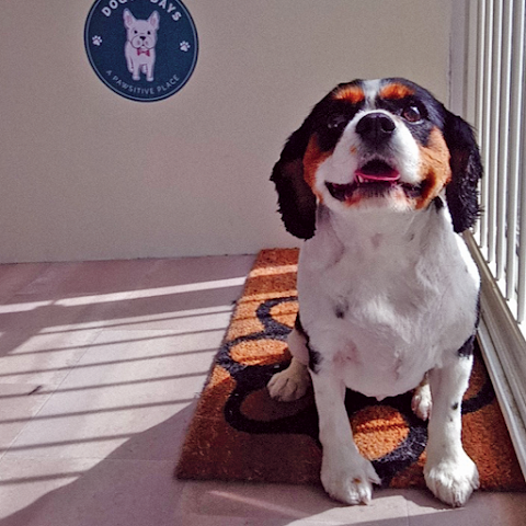 Doggy Days Grooming, Limerick