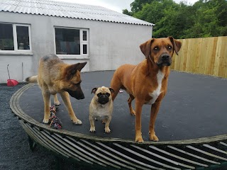 Allsorts boarding kennels