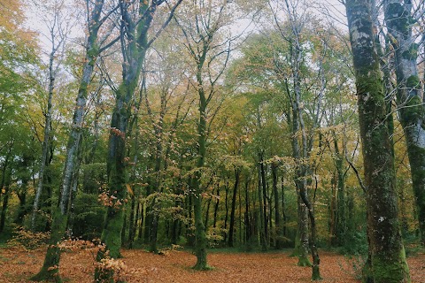 Hazelwood Forest