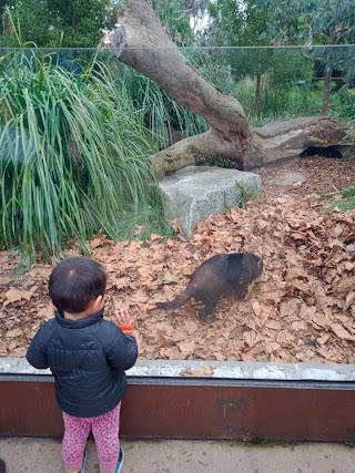 Tasmanian Devil Spot, Melbourne zoo