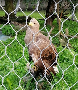 Orły w śląskim ZOO