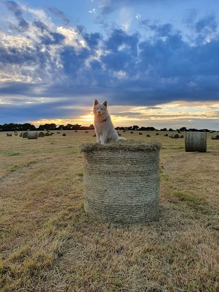 Muddy Paws Dog Grooming