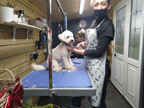 Professional dog grooming by Kamila