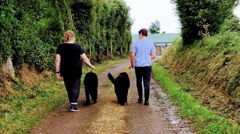 Comfy Kennels & Cattery