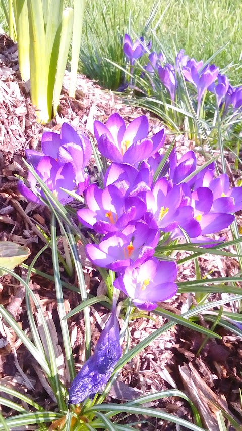 Dunmanway Community Garden