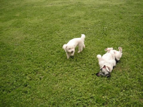 Laurel Walk Boarding Kennels