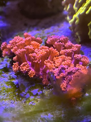 World of Corals Akwarystyka morska sklep internetowy