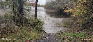 Dromore woods