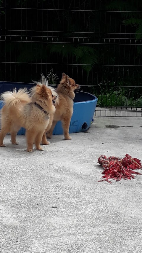 Bantry Boarding Kennels