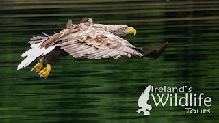 Ireland's Wildlife