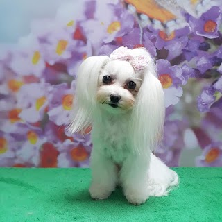 Sweety Dog Spa & Shop