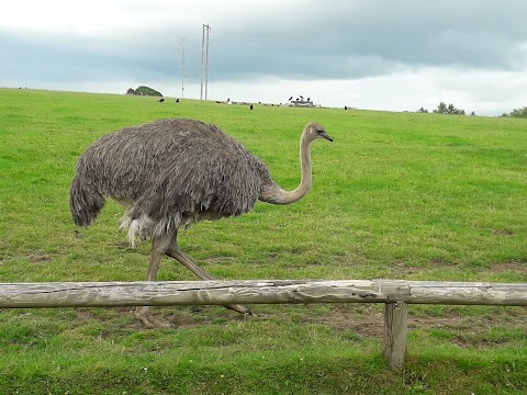 Fota Wildlife Car Park