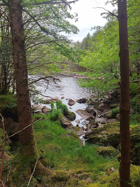 Glanteenassig Forest Park