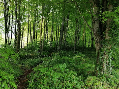 Curraghchase Forest Park Coillte