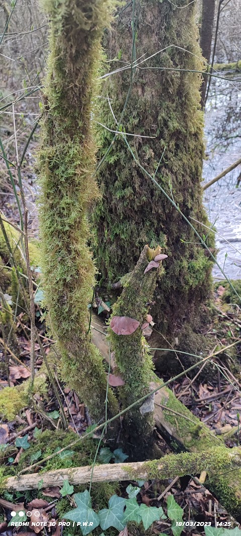 Dromore woods