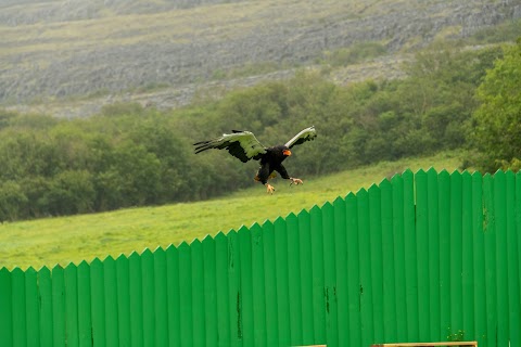 Aillwee Burren Experience