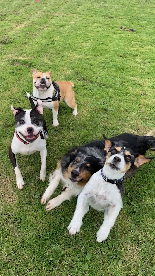 Bone & Bowl Boarding Kennels