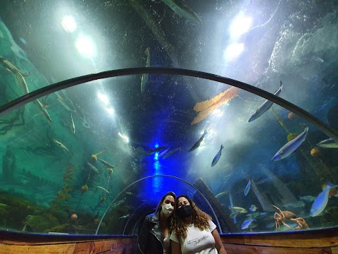 Dingle Oceanworld Aquarium